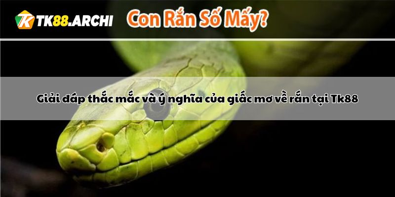 Giải đáp thắc mắc và ý nghĩa của giấc mơ về rắn tại Tk88