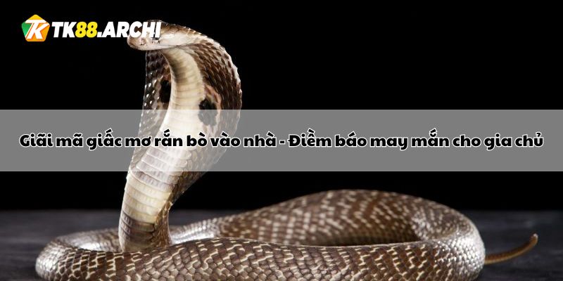 Giãi mã giấc mơ rắn bò vào nhà - Điềm báo may mắn cho gia chủ