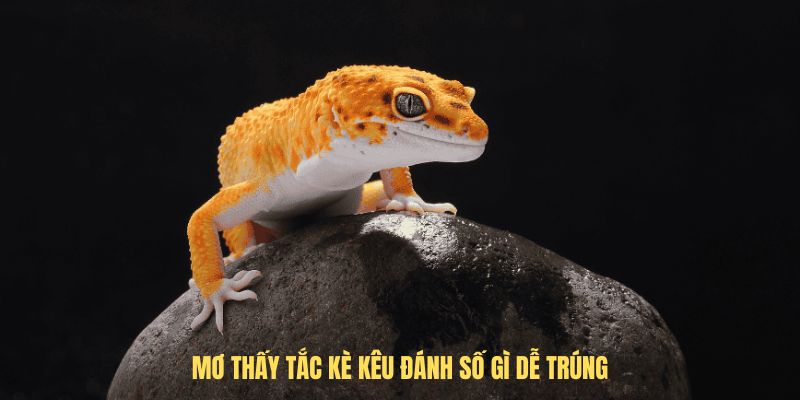 Mơ thấy tắc kè kêu đánh số gì dễ trúng