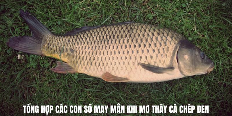 Tổng hợp các con số may mắn khi Mơ thấy cá chép đen