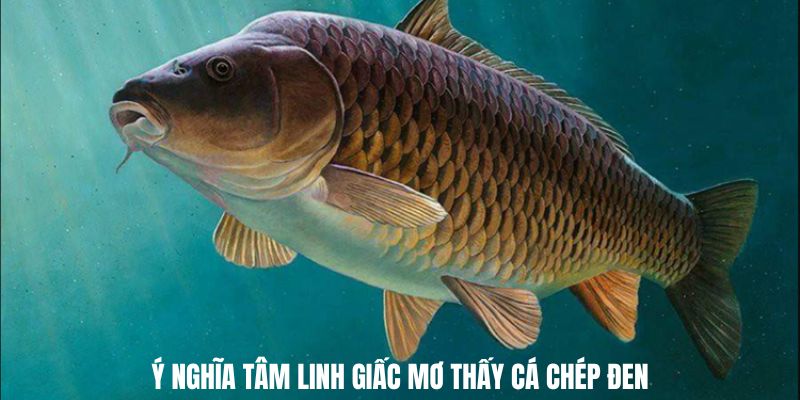 Ý nghĩa tâm linh giấc mơ thấy cá chép đen